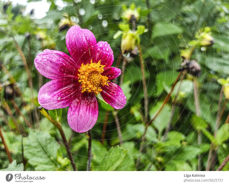 Flower with rain drops Dahlia dahlia Blossom Blossoming blossom garden flower petals Garden heyday dahlia blossom Nature natural light Near blurriness