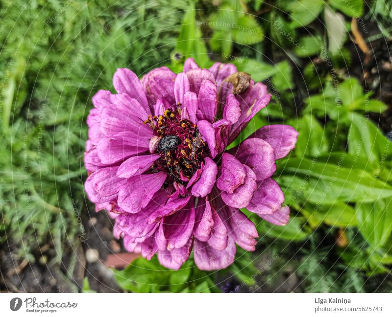 Flower with rain drops Dahlia dahlia Blossom Blossoming blossom garden flower petals Garden heyday dahlia blossom Nature natural light Near blurriness