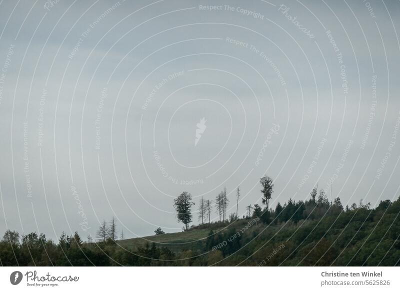 Oh Tannenbaum | in the Sauerland, almost 17 years after Kyrill fir trees spruces height bare trees Destruction Sky Clouds cloudy weather Trees on the horizon