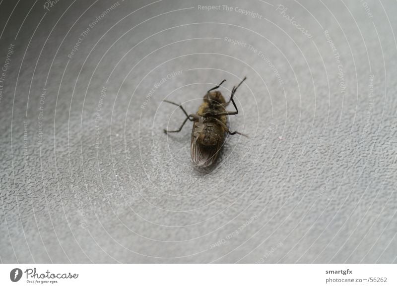 flash in the pan Cold Gray Insect Fly Death Macro (Extreme close-up)