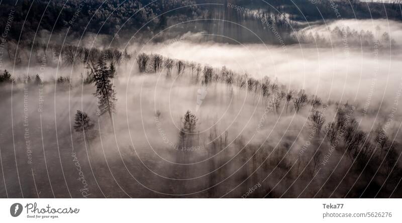 The cloud forest Forest Fog Winter High fog trees Cold Nature pretty Landscape Siegerland Rothaargebirge Germany