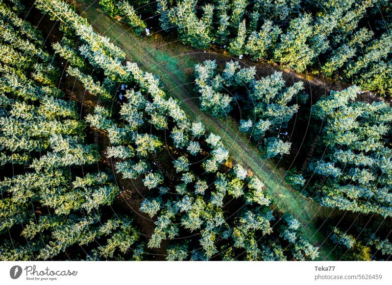 forest paths Forest Forest trails from on high in the wood Nature trees conifers Hiking off hiking trail