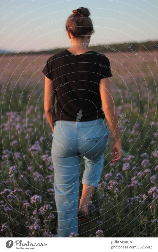 Summer evening in the Phazelia field summer light evening light beautifully Nature idyllically phacelia Lavender field Walking To go for a walk Cross-country