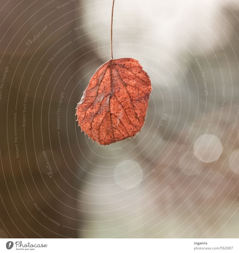 Winter beckons Nature Autumn Plant Tree Leaf Sign Glittering Hang Illuminate To dry up Simple Dry Brown Gray Black White Moody Calm Loneliness Transience Blur