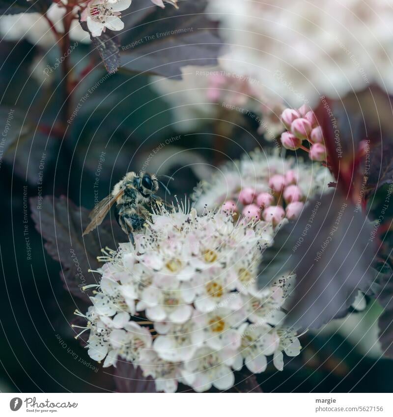 Bee on a flower Honey bee flowers Flowering plant Insect Blossom Plant Macro (Extreme close-up) Sprinkle Farm animal Blossoming Animal Diligent