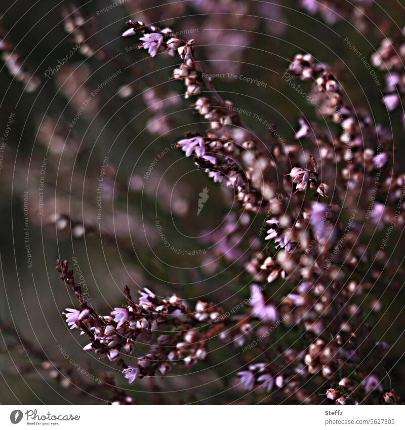 the last flowers of the heather before fall heather bush heather blossom broom heathen Heathland Bushes purple Pink Wild plant Erika calluna vulgaris romantic