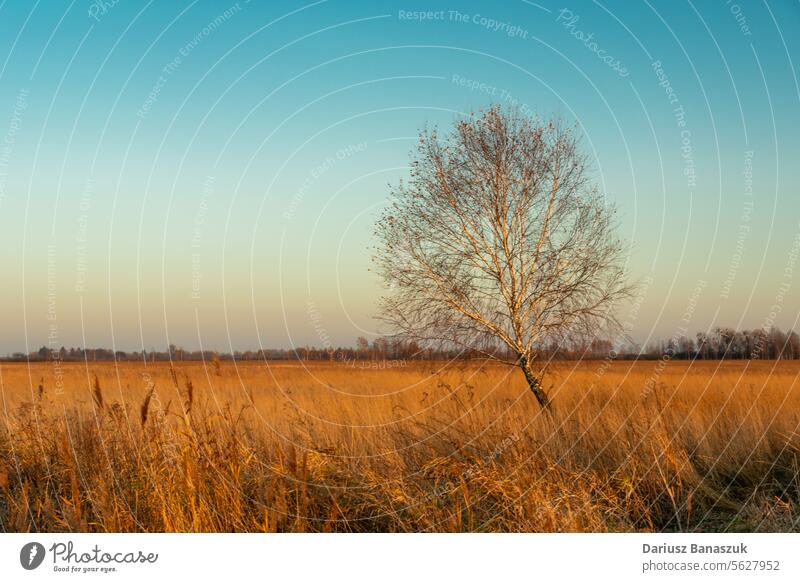 Lonely birch without leaves and dry grass on a meadow illuminated by the light of the setting sun, October day tree sky autumn sunset nature horizon leafless