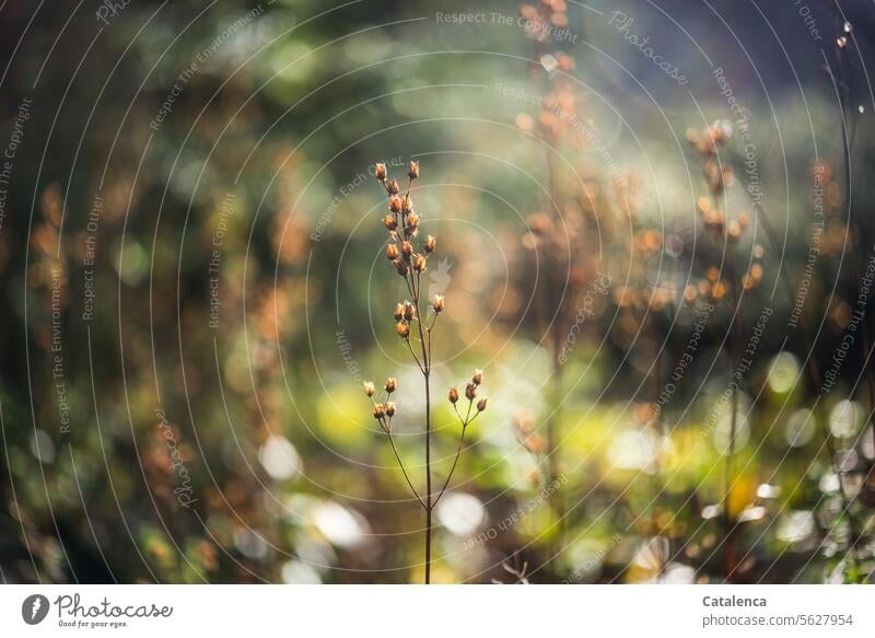 Faded grasses against the light Plant Dry Transience withered Nature flora daylight Change and transformation Decline Back-light Autumn Grief Blue Green