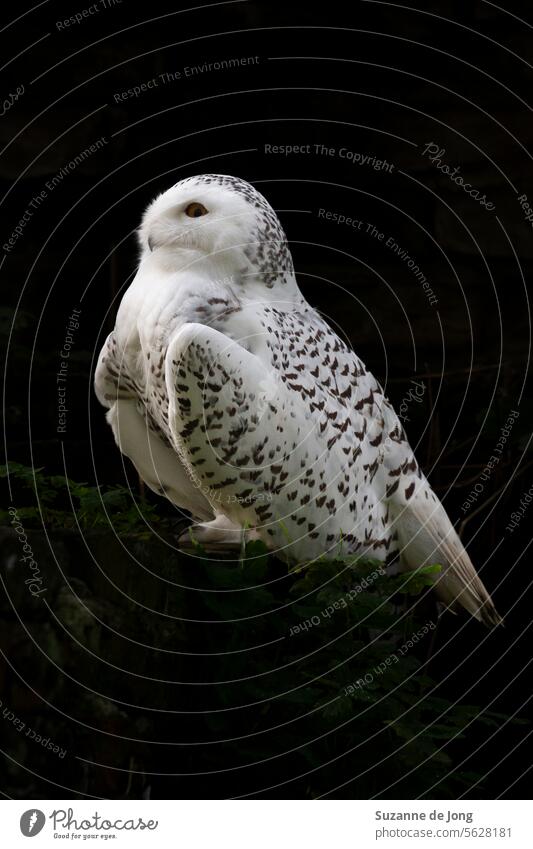 White owl from the side with black background, creating contrast. Close-up animal portrait taken in the zoo. bird nature photography bird photography