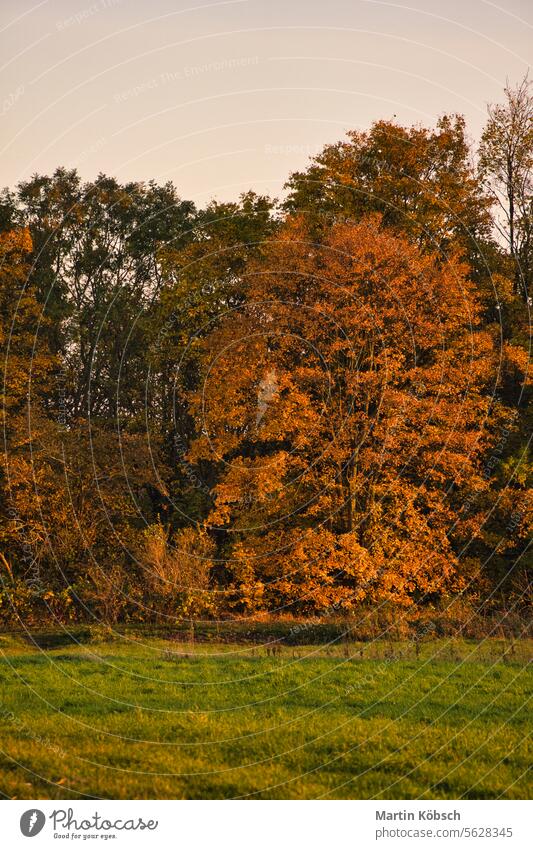 Colorful autumn leaves on the trees. Autumn in the sunshine. Landscape shot nature sunlight flora botany red gold Forest lake reflection foliage sunbeam