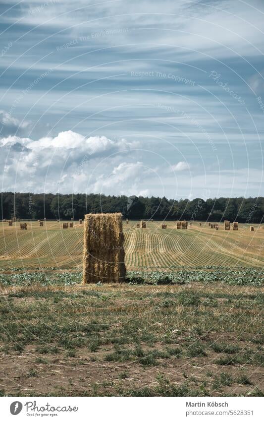 Straw bales on a harvested wheat field. Food supply. Agriculture to feed humanity biofuel cornfield grain food background straw farm nature mowing dynamic sky