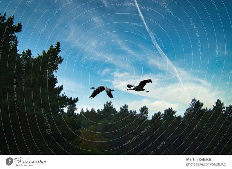 Two cranes fly over trees in a forest. Migratory birds on the Darss. Animal photo Crane field migratory fall nature ornithologist wildlife ecosystem environment