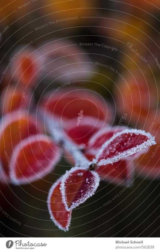 Autumn Winter - Winter Autumn Nature Plant Ice Frost Bushes Leaf Cold Red Transience Colour photo Macro (Extreme close-up) Copy Space top Evening