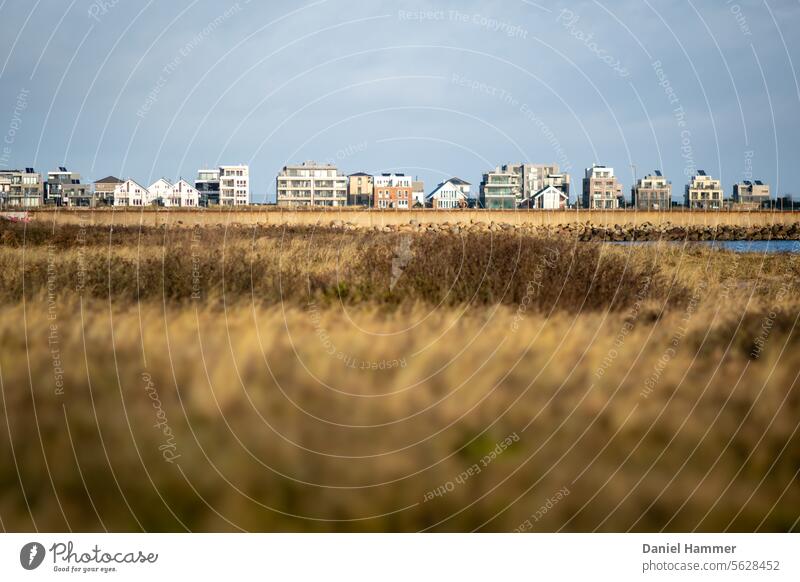 Baltic Sea beach in December with withered grass in the background of modern vacation homes Baltic coast Ocean Beach Nature Vacation & Travel Landscape Water