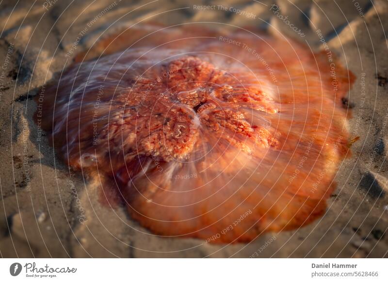 Dying fire jellyfish on the Baltic Sea beach in December Lion's mane jellyfish Jellyfish Baltic coast baltic sea fjord Bow Beach stones Nature Water