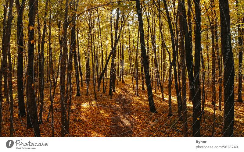 Aerial Elevated View Of Green Forest . Flight Through Wild Autum evening old scenic nobody wood peaceful environment wild autumn yellow fly landscape sunny