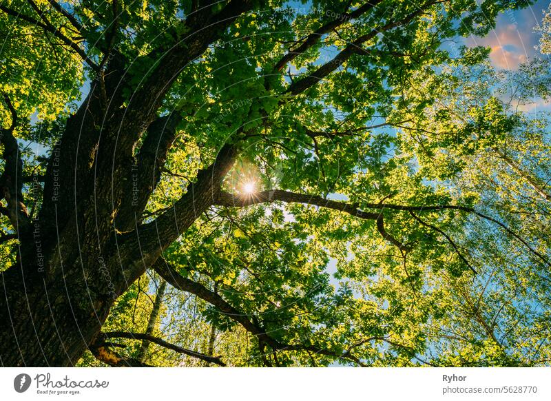 Summer summertime Sunlight Sunshine Through Oak Forest Tree. Sunny Nature Wood Sunlight. Close up green greenery lush branches nobody daylight beautiful