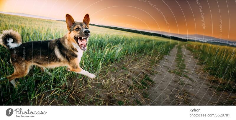 Running Barking Angry Mixed Breed Dog copy space fear barking meadow beware play sunset sunny attack panoramic view scenic aggression shine field scary canine