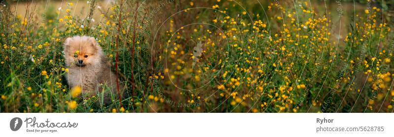 Young Happy White Puppy Pomeranian Spitz Puppy Dog Sitting In Grass And Wild Flowers. Panorama, Panoramic View Shot Scene Copy Space nobody outdoor grass