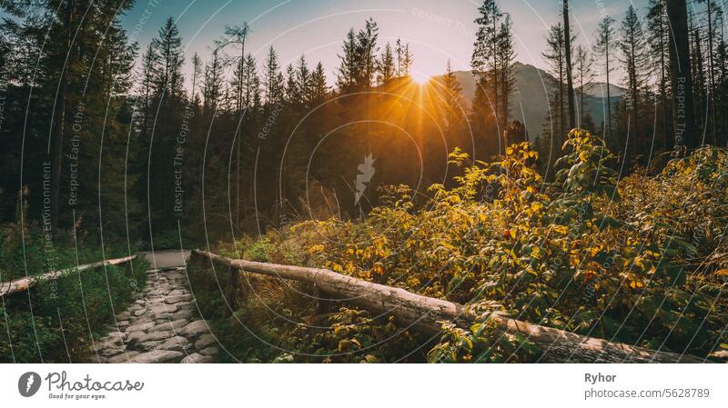 Tatra National Park, Poland. Sunrise Above Hiking Trails In Summer Tatra Mountains Landscape. Morning Sun Sunshine With Sunlight Through Trees In Tatras. Beautiful Scenic View. European Nature