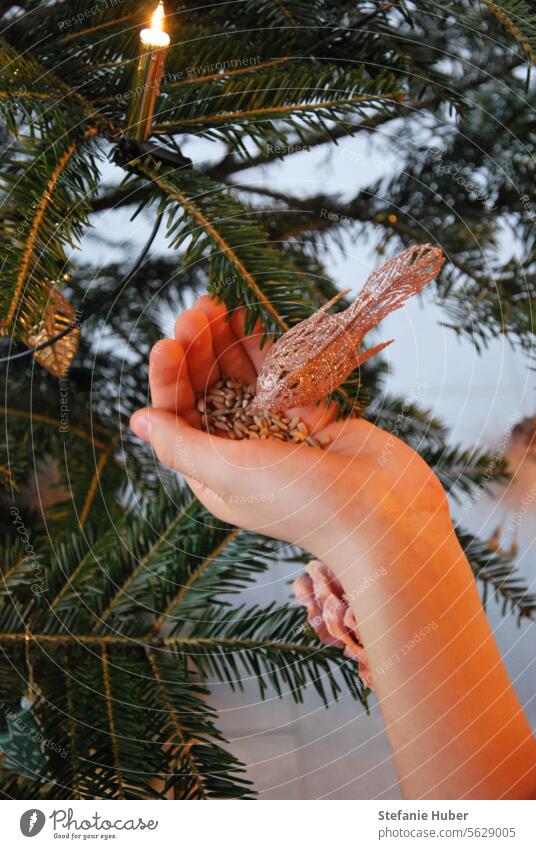 Hand feeds artificial bird on Christmas tree christmas tree Christmas tree decorations Christmas & Advent Christmassy Decoration Feasts & Celebrations fir tree