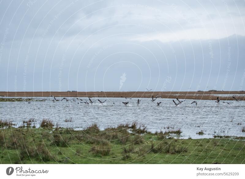 Brent geese in the wet meadows goosebird Shelducks Swarm of geese Escape flapping deep in the storm Storm "Zoltan" Deep Flood Nature Nature reserve