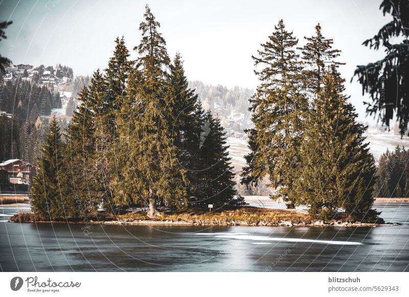 Small island on a mountain lake in November before winter really sets in Sunday Leisure and hobbies Freedom mountains Snow Switzerland Suisse Landscape