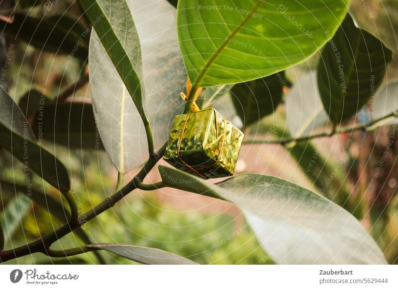 A gift hangs between the leaves of a plant Gift Birthday Christmas Packaging Gold Small Surprise Hang Joy Giving of gifts Donate Christmas gift Birthday gift