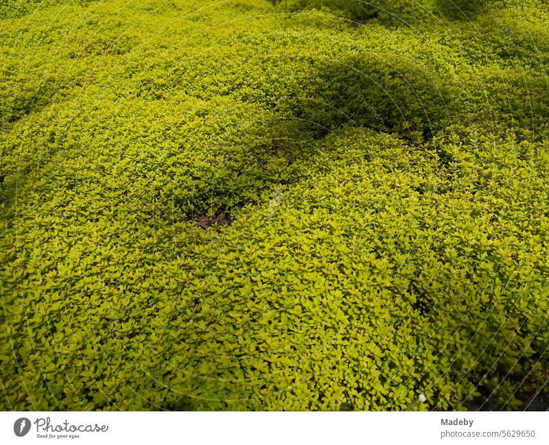 Green front garden with dense wild growth and light and shade in the sunshine in Oerlinghausen near Bielefeld on the Hermannsweg in the Teutoburg Forest in East Westphalia-Lippe