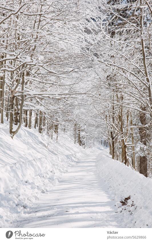 Sunny weather comes through the snowy branches onto the wooded path. A walk in the white paradise in Beskydy mountains, Czech republic winter scene sunrise