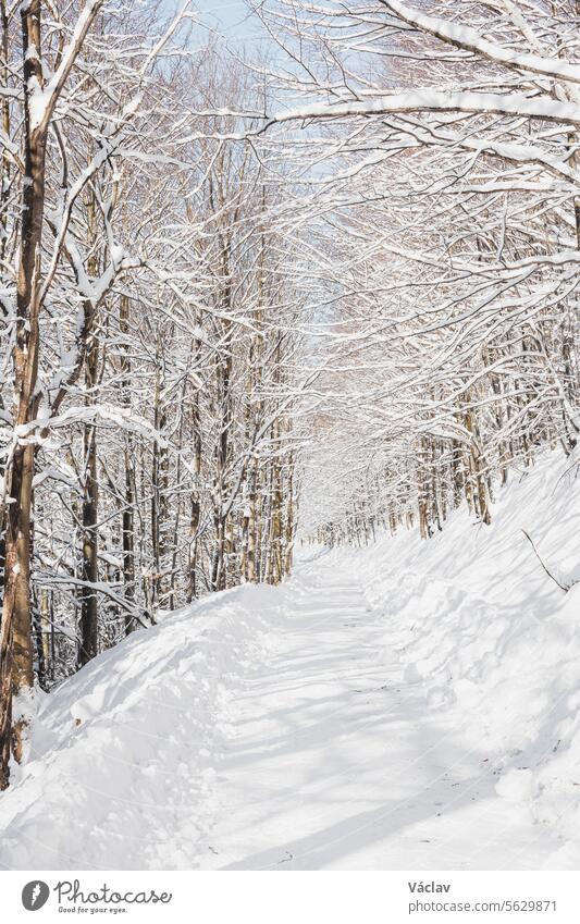 Sunny weather comes through the snowy branches onto the wooded path. A walk in the white paradise in Beskydy mountains, Czech republic winter scene sunrise