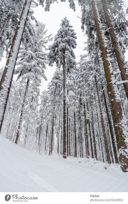 Winter nature in Beskydy mountains in the east of the Czech Republic. Spruce forest under a cover of white snow and fog in the morning. Winter fairy tale. January