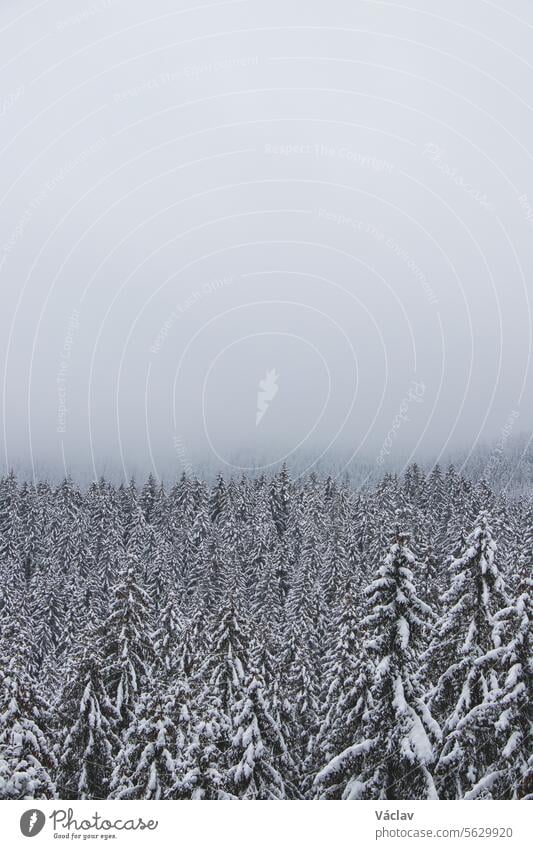 Winter nature in Beskydy mountains in the east of the Czech Republic. Spruce forest under a cover of white snow and fog in the morning. Winter fairy tale. January