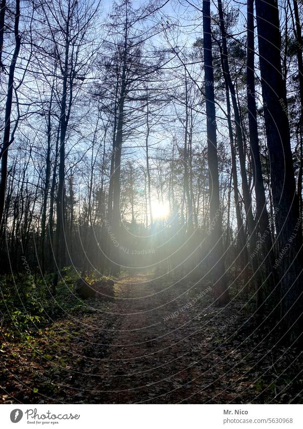 in the wood Forest trees Forestry Forest walk Environment Nature Light (Natural Phenomenon) Shaft of light Woodground To go for a walk Forest atmosphere