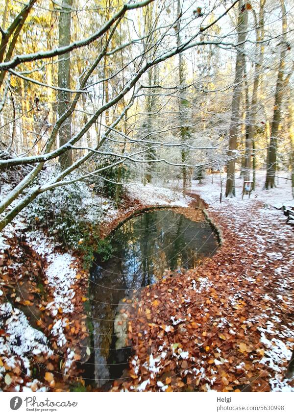 the Great Deer Spring Source large deer spring Forest Teutoburg Forest Source area rabbit inflow Water Nature reserve Hasequell area Tree Snow chill Winter