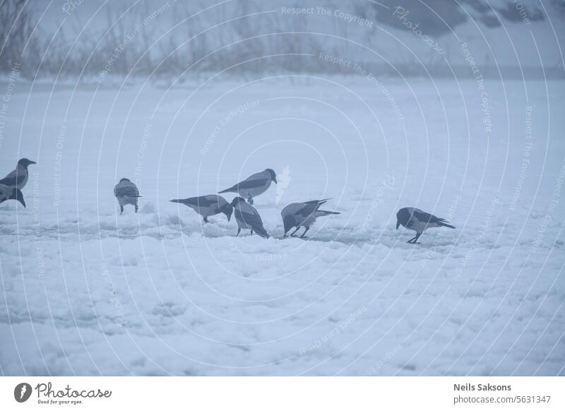 Hooded crows collect the remains of food left by fishermen on the ice of a frozen river animals bird birds black bread chordata class cold cornix corvidae