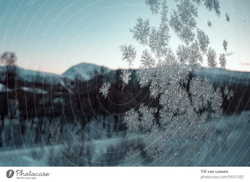 Ice crystals with mountain in the background ice crystals Winter Frost Cold Frozen Nature Freeze chill Winter mood White Winter's day winter Seasons Weather