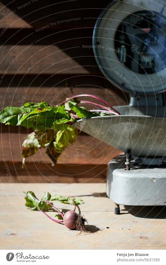 Close up of weighing freshly harvested vegetables in a scale  in the kitchen garden on a sunny day beet greens beetroot beets beta vulgaris diner beet