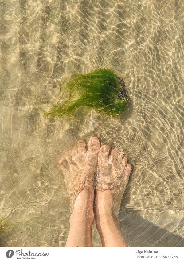 High angle view of feet in water with seeweed Sea Baltic Sea Sky vacation Baltic beach Water Baltic coast Relaxation Ocean Beach Vacation & Travel high angle