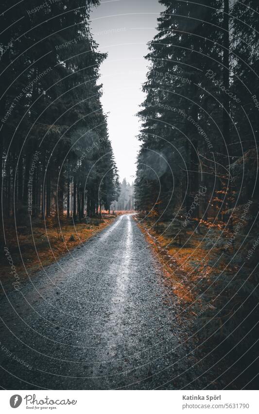 Forest path in the rain woodland forest path fir forest Hiking Rain Wet Coniferous forest Deserted Nature Environment Exterior shot Tree Relaxation trees