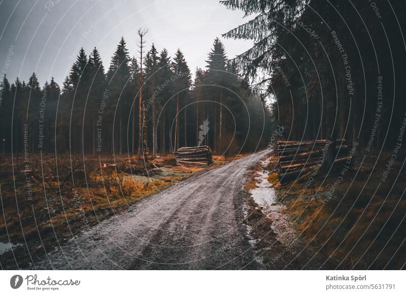 Forest path and woodpile forest path woodland Forest walk trees fir tree fir forest Franconian Forest Stack of wood Wet Gray Gloomy Dark Exterior shot