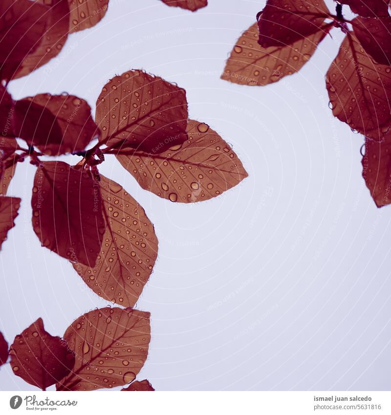 brown tree leaves in the nature in autumn season branches leaf brown leaves natural foliage textured outdoors backgrounds beauty fragility fall autumn leaves