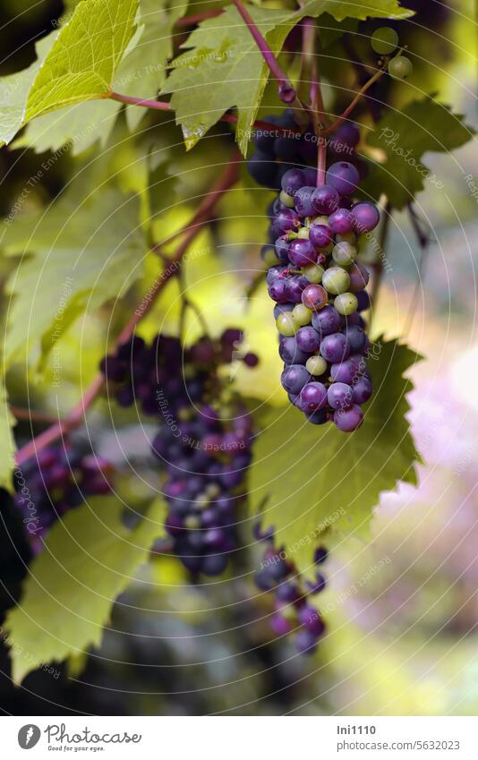 Grapes in the "snack garden" late summer Autumn Plant Agricultural crop Vine creeper Seed head dark variety Table grapes Vine tendril vine leaves