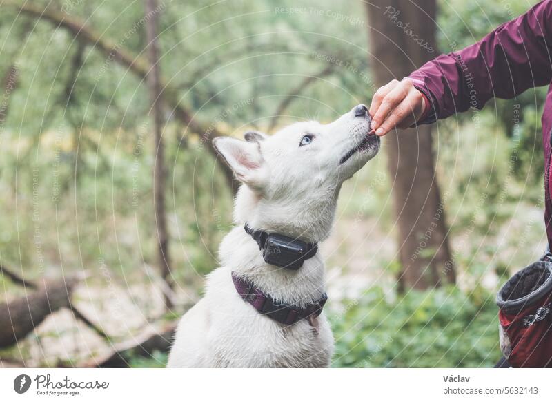 White Siberian Husky with piercing blue eyes fed by his owner while the dog sits in a tree. Candid portrait of a white snow dog siberian husky woodland wolf pet