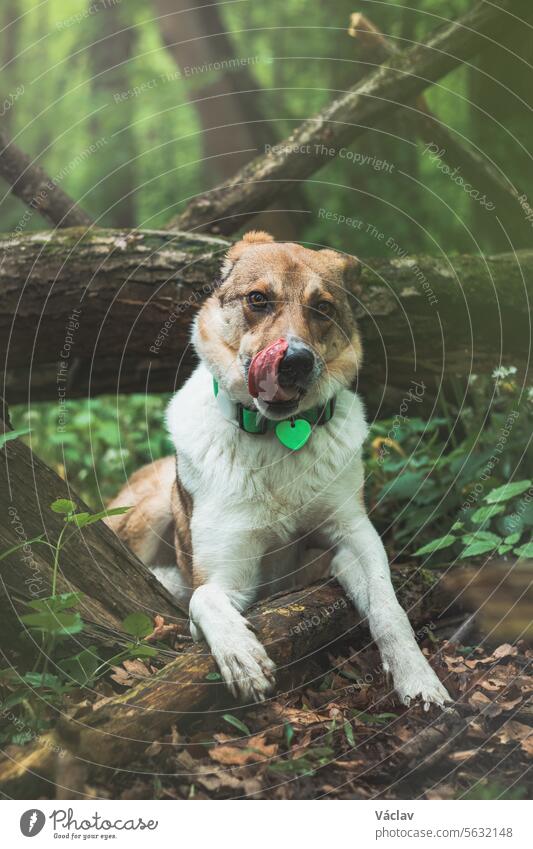 Portrait of a White and brown dog with a sad expression in a woodland covered with flowering bear garlic. Funny views of four-legged pets training love