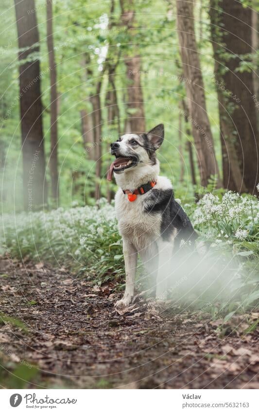 Black and white hybrid husky-malamute enjoying his stay in a woodland environment covered with bear garlic. Different expressions of the dog. Freedom for pet