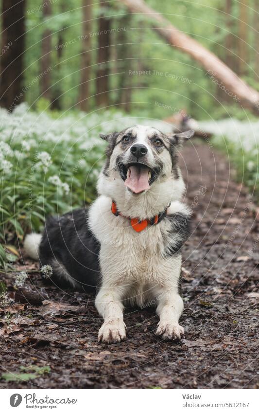 Black and white hybrid husky-malamute enjoying his stay in a woodland environment covered with bear garlic. Different expressions of the dog. Freedom for pet