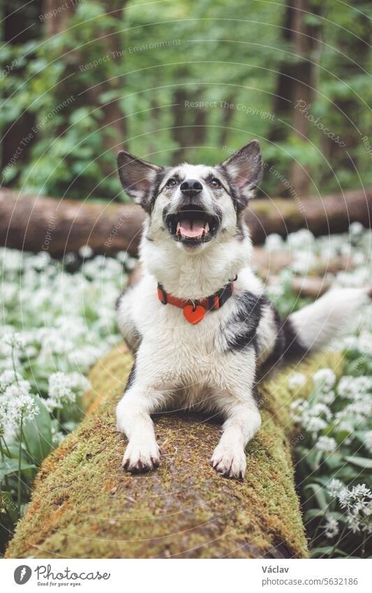 Black and white hybrid husky-malamute enjoying his stay in a woodland environment covered with bear garlic. Different expressions of the dog. Freedom for pet