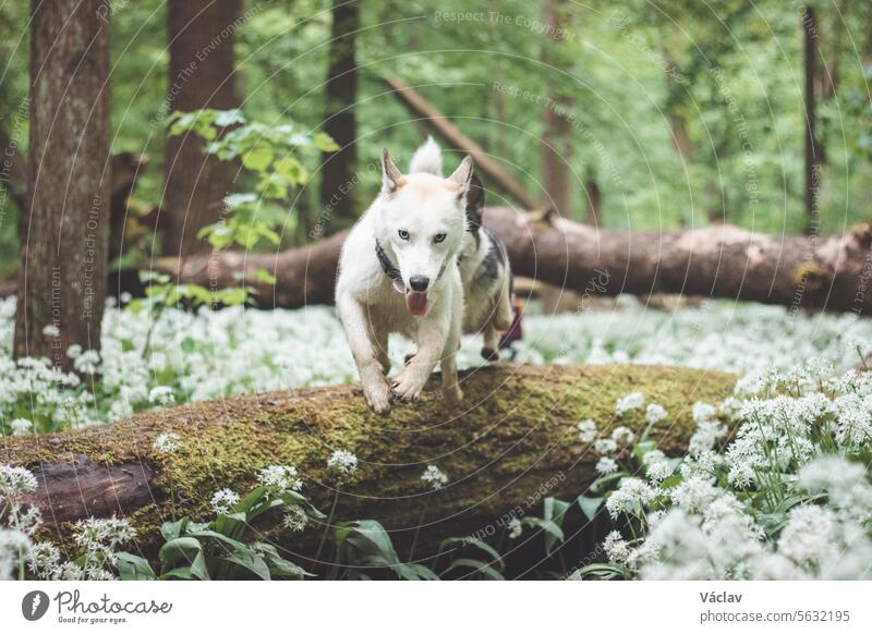 White Siberian Husky with piercing blue eyes standing in a forest full of bear garlic blossoms. Candid portrait of a white snow dog siberian husky woodland wolf