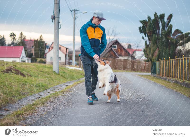 Young cynologist, a dog trainer trains a four-legged pet Australian Shepherd in basic commands using treats. Love between dog and human. Cuteness